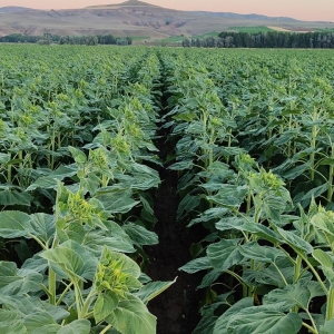 whatsapp-image-2026-01-17-at-11.41.41